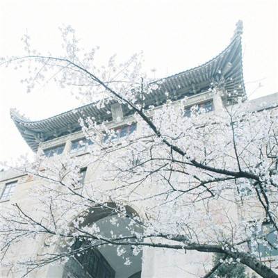 圣斗士星矢重生爱奇艺版本下载